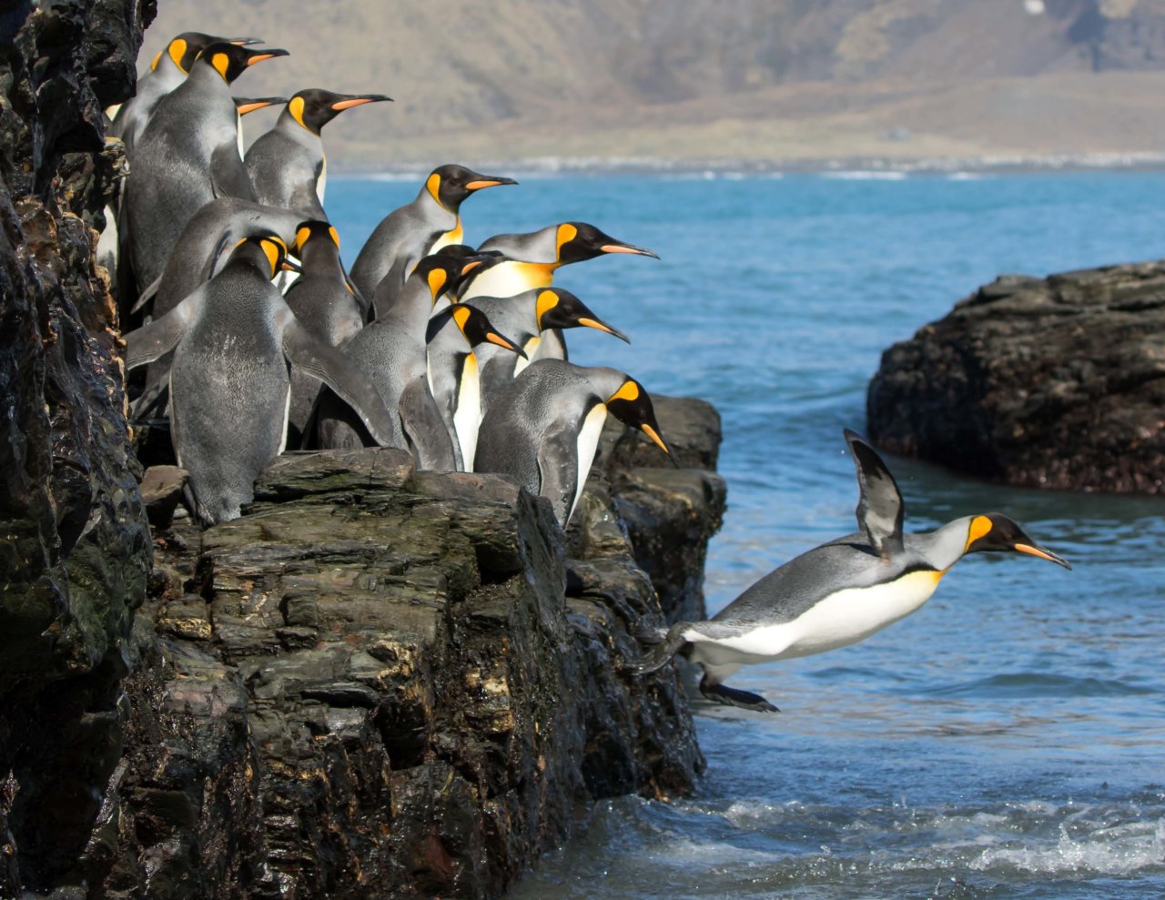 Penguins falling into water